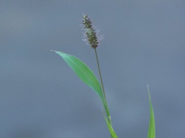 Gramigna con spiga appiccicosa - Setaria sp.
